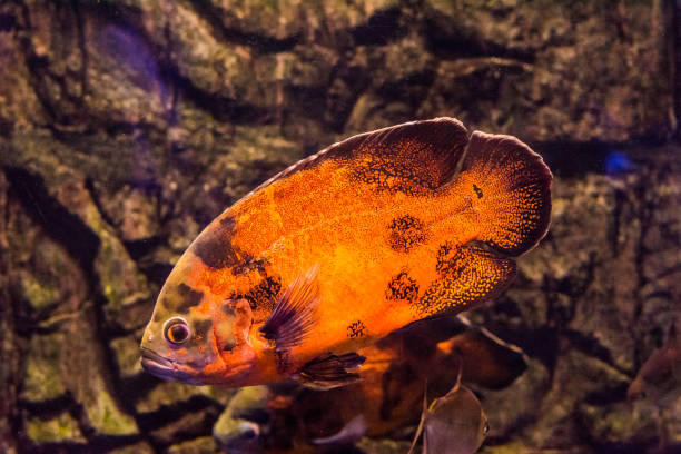 Astronotus Ocellatus (Pez Oscar Rojo)