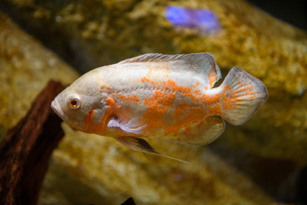 Astronotus Ocellatus (Pez Oscar Rojo) - Imagen 3