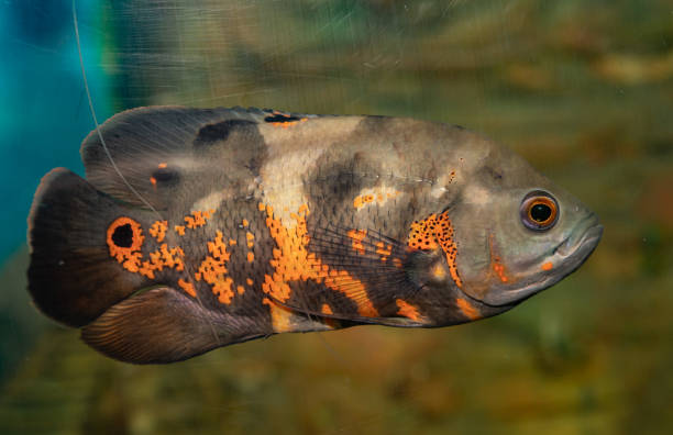 Astronotus Ocellatus (Pez Oscar Rojo) - Imagen 2
