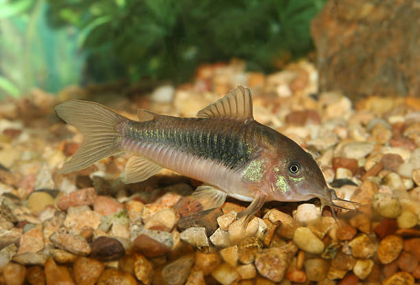 Corydora Aeneus