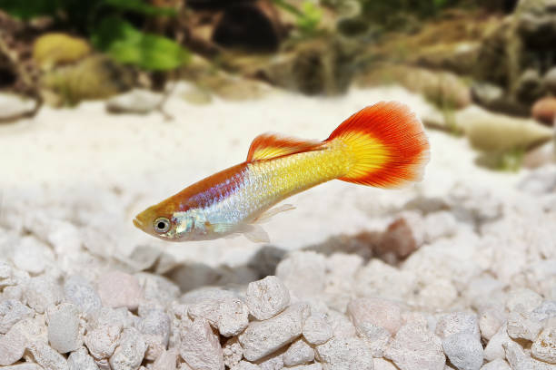 Guppy Macho