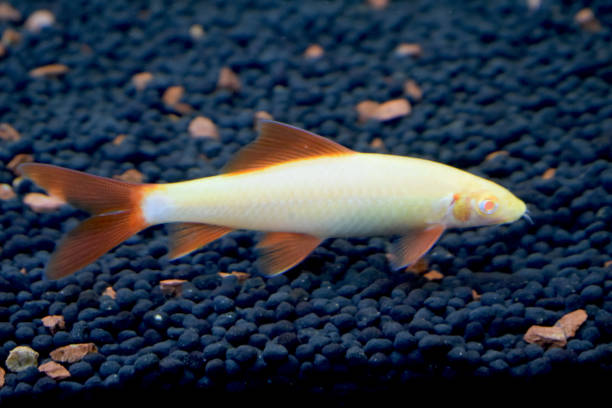 Labeo Albino