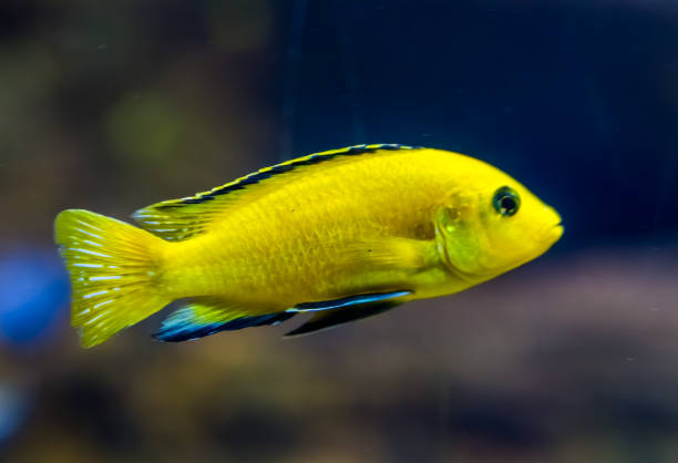 Labidochromis Limón