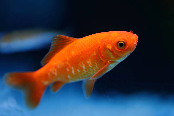 Cometa Naranja