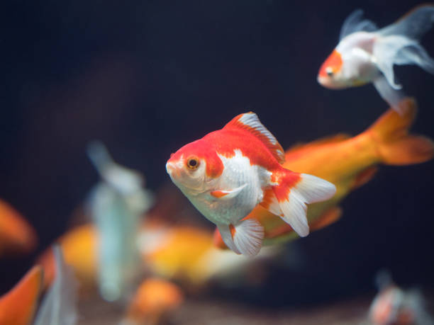 Ryukin Rojo y Blanco
