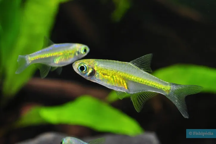 Rasbora Kubotai