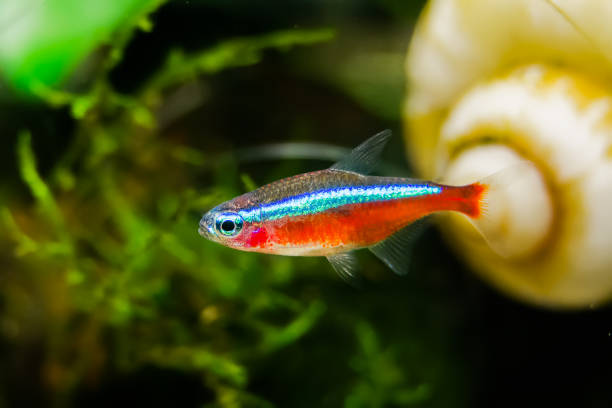 Tetra Cardenal