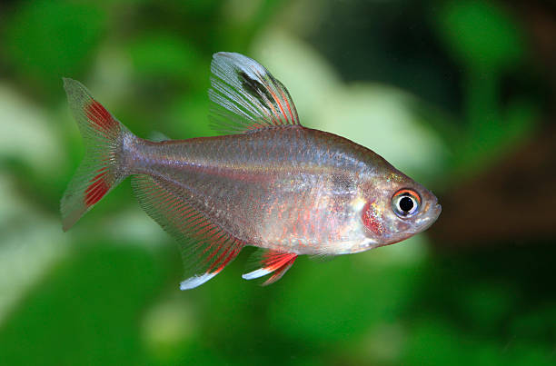 Tetra Rosado